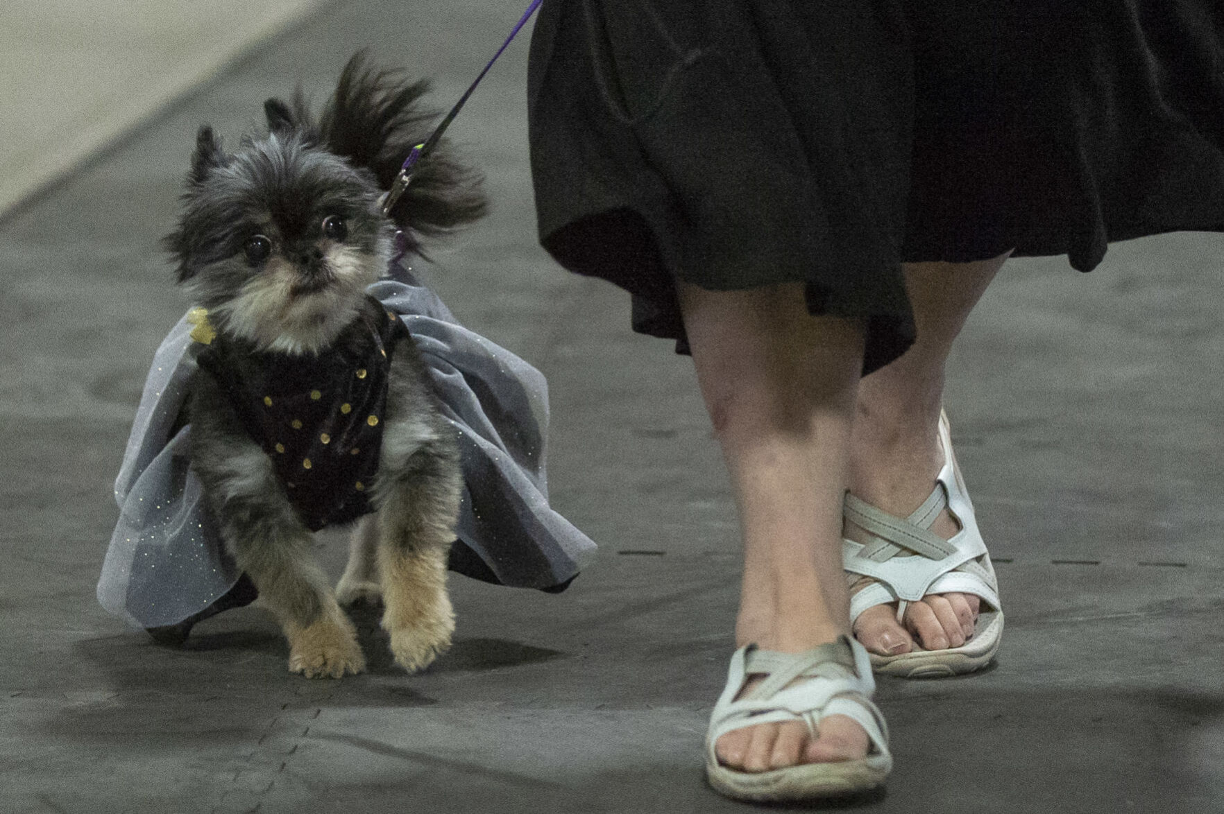 I love my dog expo 4.18